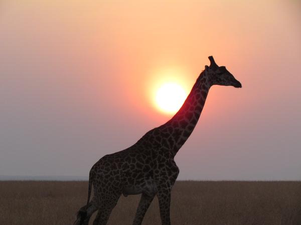 Girafa. Foto: Pito Costa